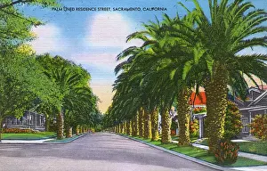Sacramento Prints: Sacramento, California, USA - Palm-lined residence street