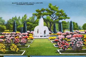 Californian Prints: Sacramento, California, USA, William Land Park - Rose Garden