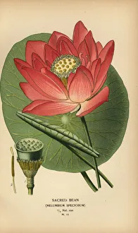Horticulture Prints: Sacred bean or Indian lotus, Nelumbo nucifera