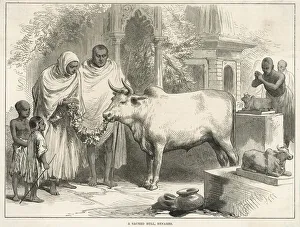 Horned Cow or Bull