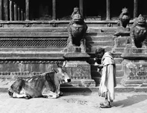 Honouring Prints: Sacred Cow, Nepal