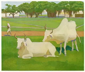 Sacred Prints: Sacred Cows, India