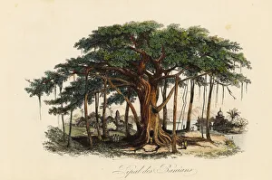 Achille Comte Prints: Sacred fig tree, Ficus religiosa