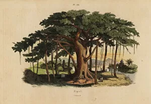 Guerin Meneville Collection: Sacred fig tree or peepal tree, Ficus religiosa