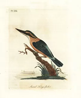 Latham Collection: Sacred kingfisher, Todiramphus sanctus