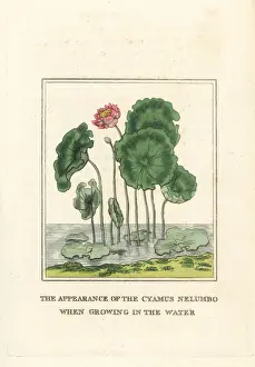 Duppa Prints: Sacred lotus flower, Nelumbo nucifera