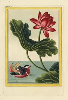 Buchoz Gallery: Sacred lotus, Nelumbo nucifera