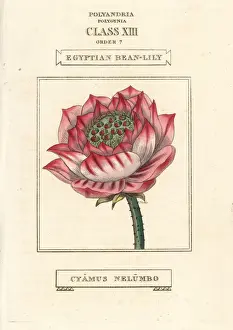 Sacred lotus, Nelumbo nucifera