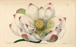 Sacred lotus, Nelumbo nucifera