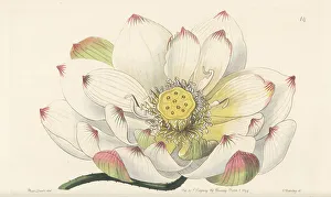 Flowered Prints: Sacred lotus, Nelumbo nucifera
