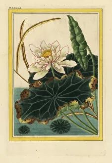 Buchoz Collection: Sacred lotus water lily, Nelumbo nucifera