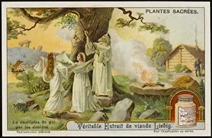 Solstice Prints: Sacred Mistletoe