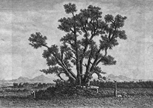 Images Dated 6th November 2012: Sacred Tree of Buddha