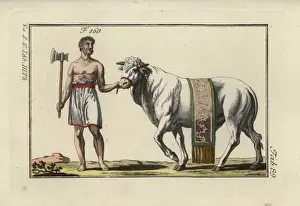 Sacrificial Prints: Sacrificial bull in decorative sash led by
