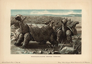 Tiere Gallery: Saddle-backed Rodrigues giant tortoise, Cylindraspis