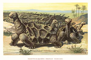 Saddle-backed Rodrigues giant tortoise, Cylindraspis vosmaeri
