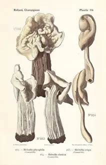 Fungus Prints: Saddle mushrooms