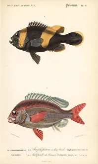 Annedouche Gallery: Saddleback clownfish and whitecheek monocle bream
