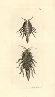 Saduria entomon