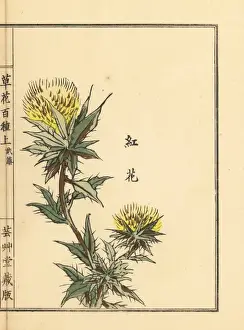 Gardenflower Prints: Safflower, Carthamus tinctorius