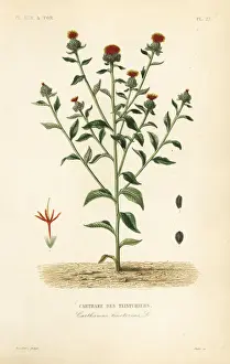 Carthamus Prints: Safflower, Carthamus tinctorius