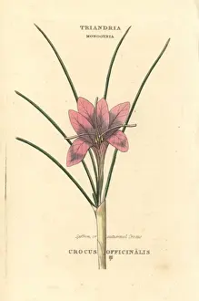 Autumnal Prints: Saffron or autumnal crocus, Crocus officinalis