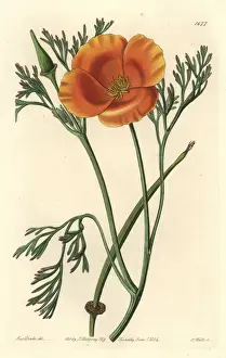 Saffron-coloured eschscholtzia, Eschscholtzia crocea