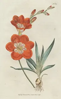 Saffron Prints: Saffron-coloured ixia, Tritonia crocata