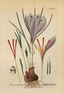 Willibald Collection: Saffron crocus, Crocus sativa