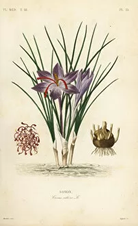 Medicale Collection: Saffron crocus, Crocus sativus