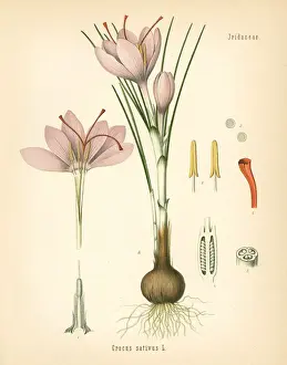 Saffron crocus, Crocus sativus