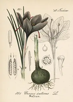 Saffron crocus, Crocus sativus