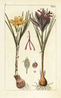 Spice Prints: Saffron crocus, Crocus sativus