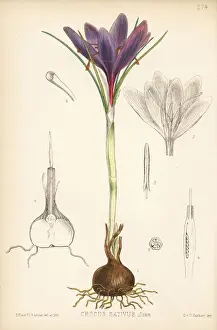 Bulb Prints: Saffron, Crocus sativus