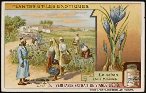 Saffron Prints: Saffron Cultivation
