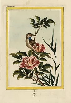 Curieuses Collection: Saffron-flowered rose, Rosa species