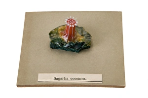 Images Dated 11th March 2008: Sagartia coccinea, sea anemone