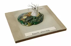 Blaschka Collection: Sagartia sphyrodeta, sea anemone