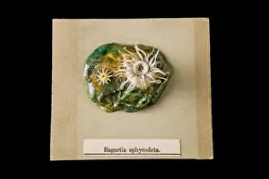 Sagartia sphyrodeta, sea anemone