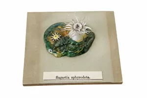 Images Dated 11th March 2008: Sagartia sphyrodeta, sea anemone