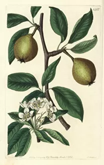 Pear Collection: Sage-leaved pear, Pyrus x salviifolia