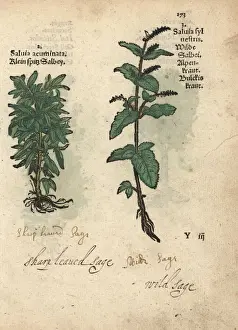 Sage Prints: Sage, Salvia acuminata, and wood sage, Salvia sylvestris