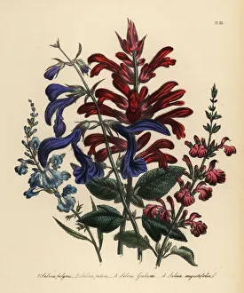 Spreading Gallery: Sage or Salvia species