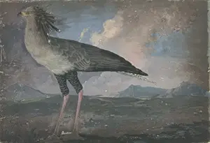 Sagittarius serpentarius, secretary bird