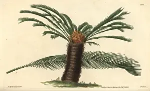 Sago Prints: Sago cycas or narrow-leaved cycas, Cycas revoluta