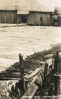 Sago Industry of Sarawak