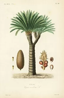 Gerard Collection: Sago palm or Japanese sago palm, Cycas revoluta