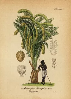 Mediinisch Pharmaceutischer Collection: Sago palm, Metroxylon sagu