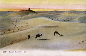 Camel Gallery: The Sahara Desert