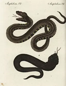 Encyclopedia Prints: Sahara sand viper and black asp